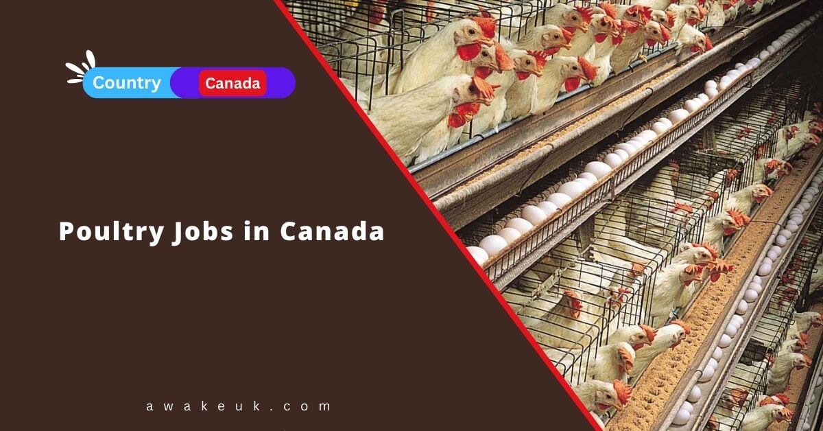 Poultry Jobs in Canada 2024 Visa Sponsorship