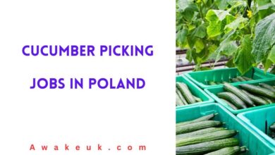 Cucumber Picking Jobs in Poland