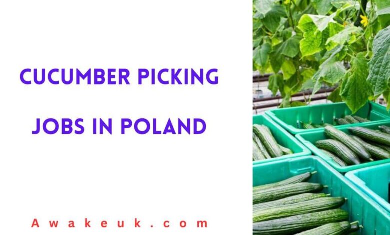 Cucumber Picking Jobs in Poland