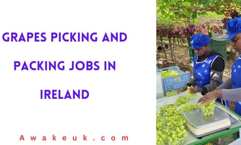 Grapes Picking and Packing Jobs in Ireland