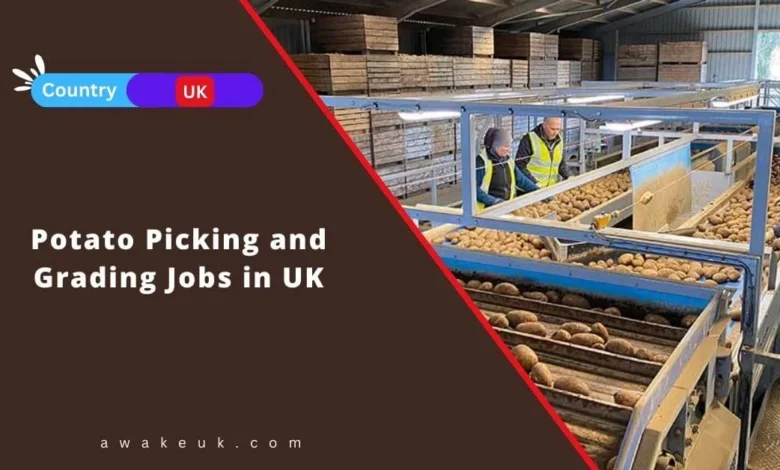 Potato Picking and Grading Jobs in UK