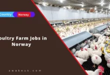 Poultry Farm Jobs in Norway