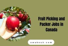 Fruit Picking and Packer Jobs in Canada