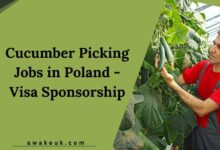 Cucumber Picking Jobs in Poland - Visa Sponsorship