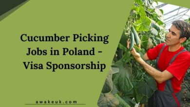 Cucumber Picking Jobs in Poland - Visa Sponsorship