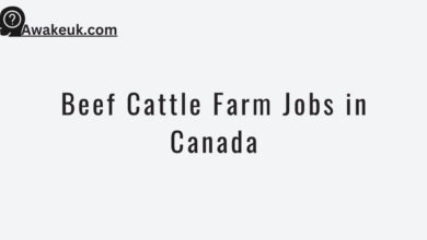 Beef Cattle Farm Jobs in Canada