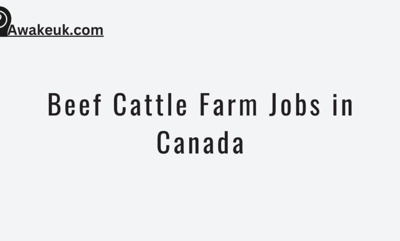 Beef Cattle Farm Jobs In Canada 2024 - Apply Now