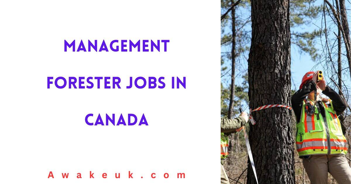 Management Forester Jobs in Canada 2024 - Apply Now