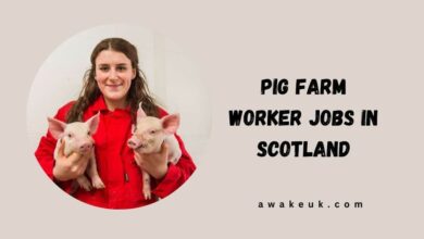 Pig Farm Worker Jobs in Scotland